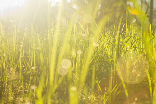 summer meadow